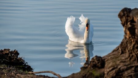 Un nid saccagé et des œufs de cygnes dérobés à l’étang de Berre (Bouches-du-Rhône)