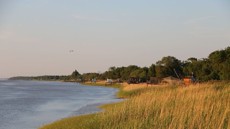 L'estuaire de la Gironde fait partie du réseau Natura 2000 (Crédit : Anthony Baratier)