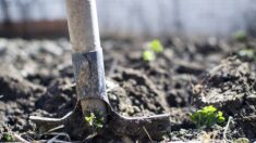 Loiret : un jeune agriculteur reconstitue les haies d’autrefois pour favoriser la biodiversité