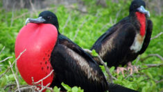 10 des oiseaux des plus étranges et au look les plus excentriques de la planète