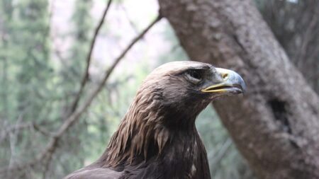 Norvège : les images surprenantes d’un aigle royal capturant et s’envolant avec un renard