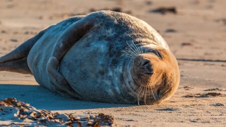 Pas-de-Calais: le phoque qui a bloqué la digue de Neufchâtel-Hardelot a rejoint la mer