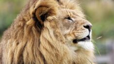 Deux-Sèvres : un lion blanc et d’autres animaux saisis chez un particulier