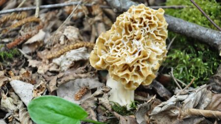 Un cueilleur chanceux récolte près d’un kilo de morilles en Seine-et-Marne