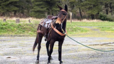 Une mule conduit des randonneurs jusqu’à son propriétaire, âgé de 60 ans, blessé dans une chute lors d’une randonnée