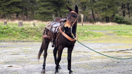 Une mule conduit des randonneurs jusqu’à son propriétaire, âgé de 60 ans, blessé dans une chute lors d’une randonnée