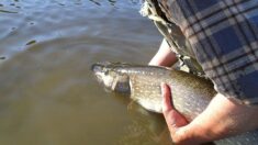 Un pêcheur sort du Doubs un brochet de 1,17 mètre et de 13,5 kilos