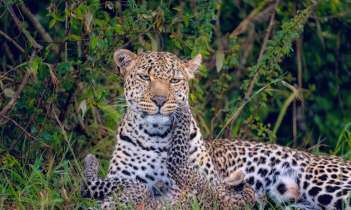 Un adorable petit léopard se jette sur sa mère et joue avec elle dans le Masai Mara, au Kenya (Leighton Lum / Caters News).