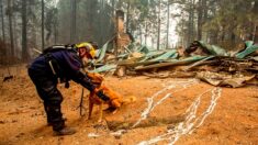 Une chienne tente par tous les moyens de réveiller son maître alors que la maison est en feu, ce qui finit par les sauver tous les deux