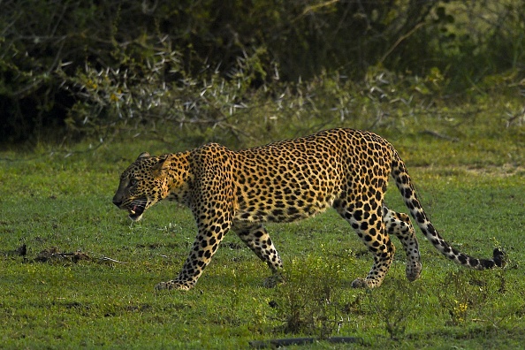 -Illustration- En Chine un léopard échappé du parc animalier de Hangzhou, est ardemment recherché. Photo par ISHARA S. KODIKARA/AFP via Getty Images.