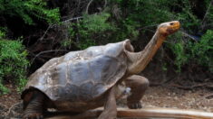 La tortue géante découverte aux Galapagos appartient bien à une espèce déclarée éteinte