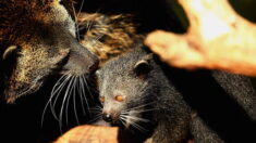 Naissance exceptionnelle d’un bébé binturong au sein du parc animalier d’Auvergne, un espoir pour l’espèce menacée