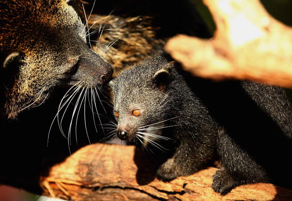 Une femelle binturong et son bébé  (Cameron Spencer/Getty Images)