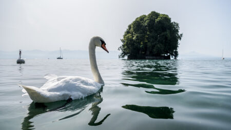 Lac Léman : depuis quatre ans, les cygnes de Nernier sont mutilés voire décapités et leurs œufs volés