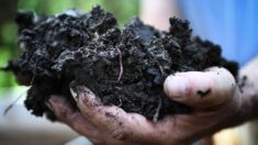 Seine-Maritime : 30 tonnes de compost offert aux habitants des Villes Sœurs