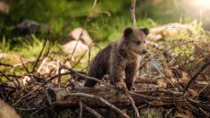 Pyrénées-Atlantiques : l’ourse Sorita a donné naissance à trois oursons en Béarn