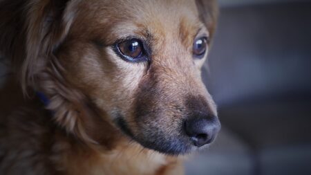 Oscar, un chiot qui servait d’appât aux requins en Guadeloupe, a trouvé un foyer à Alençon