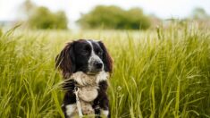 Manche : un chien meurt après avoir été mordu par une vipère aspic