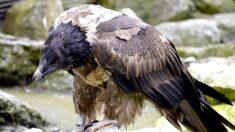 Autriche : un vautour amputé reçoit une prothèse et devient le premier oiseau bionique