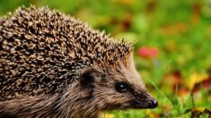 Protection des hérissons : les habitants de Caen invités à leur faire des tunnels pour passer de jardin en jardin