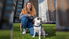 Un chien héroïque sauve la vie d’une maman après qu’elle ait été attaquée au couteau par des inconnus dans la rue