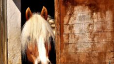 Normandie : dormir au milieu des chevaux dans ce gîte atypique