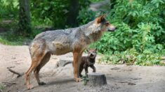 Loire : naissance de quatre louveteaux adorables au zoo de Saint-Martin-la-Plaine