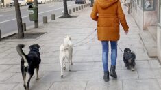 Cannes : elle perd son chien à Paris et le retrouve à plus de 900 km de chez elle