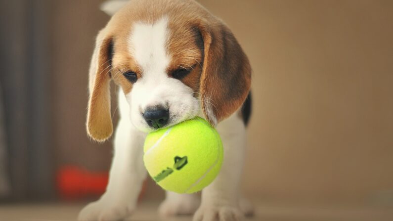 Chiot Beagle (Pixabay)