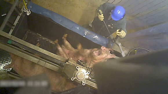 Souffrance de l'animal avec la pince électronarcose. (Photo : crédit L214)