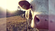 Seize vaches foudroyées lors d’un violent orage dans le Jura