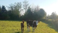 Un poulain orphelin « adopté » par une mère nourricière en Irlande qui le soigne comme si c’était le sien