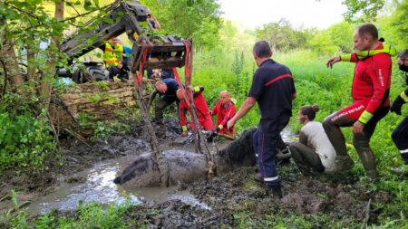 Côte-d’Or : une jument enlisée dans la glaise sauvée par les pompiers