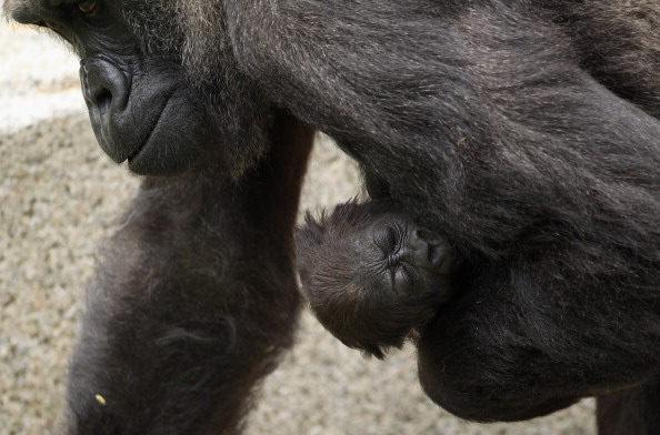 -Bébé gorilles né au Gabon. Photo de Dan Kitwood/Getty Images.