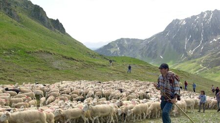 Gironde : le berger de Labescau prend sa retraite, son fils prend la relève et prépare la transhumance vers les Pyrénées