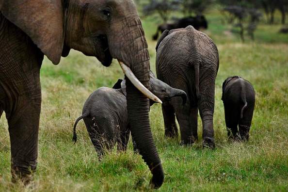 -Illustration- Les éléphants venus de la réserve de Xishuangbanna au sud de la Chine se repose après avoir parcourus plus de 400 kms. Photo de Tony Karumba / AFP via Getty Images.