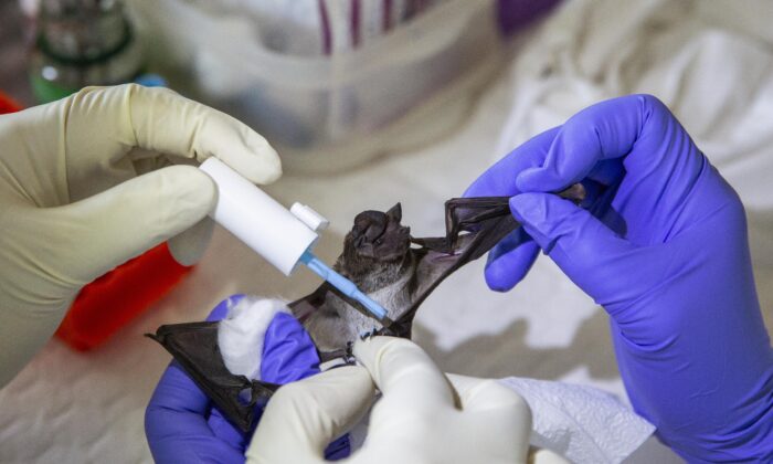 Une équipe de chercheurs de l'université Chulalongkorn marque une chauve-souris avec de la peinture dans un laboratoire près de la grotte de Khao Chong Pran à Ratchaburi, en Thaïlande, le 12 septembre 2020. (Lauren DeCicca/Getty Images)