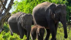 Chine: longue marche pour des éléphants en mode survie