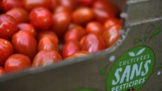 « Distorsion de concurrence » : le leader de la tomate Savéol plaide pour des droits de douane plus élevés pour les producteurs marocains