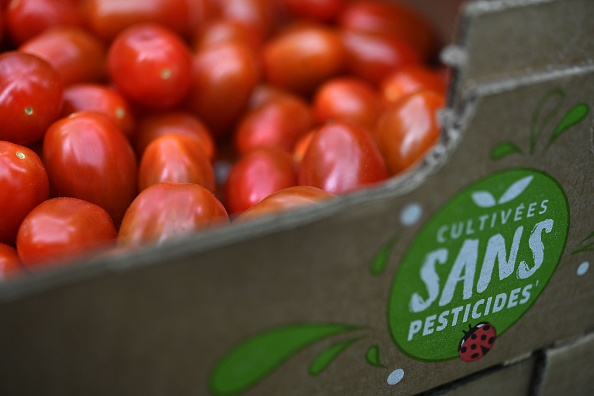 "Distorsion de concurrence" : le leader de la tomate Savéol plaide pour des droits de douane plus élevés pour les producteurs marocains