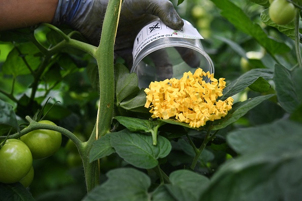 -Un employé de la coopérative Saveol dépose un insecte prédateur qui mange les larves, des feuilles d'un plant de tomate à la ferme maraîchère, le 18 mai 2021. Photo de Fred TANNEAU /AFP via Getty Images. 