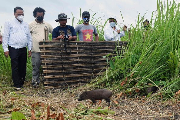 -Les responsables forestiers observent la libération dans la nature de 4 porcs pygmées élevés en captivité, une espèce en voie de disparition, dans le parc national de Manas en Inde le 26 juin 2021. Photo de Biju BORO / AFP via Getty Images.