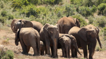 Des éléphants en excursion en Chine