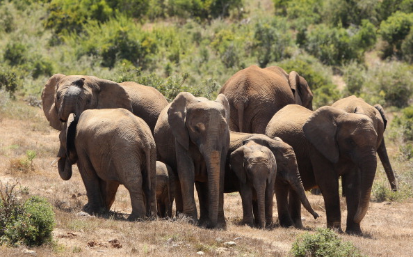 -Illustration- Une quinzaine de pachydermes, ont quitté mi-avril leur réserve de Xishuangbanna et se dirige vers le nord de la Chine. Photo par Ian Walton / Getty Images.