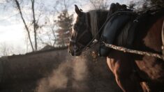 Dans la Manche, deux maraîchers travaillent la terre avec leurs chevaux: « Nous avons un grand respect pour le sol »