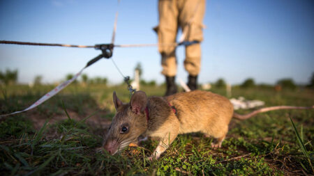 Au Cambodge, un rat détecteur de mines prend une retraite bien méritée