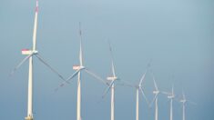 Un jeune Breton de 13 ans opposé aux éoliennes, elles mettent en péril son rêve de devenir pêcheur