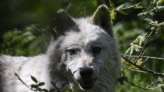 Drôme : un enfant et son père croisent un loup sur le chemin de l’école