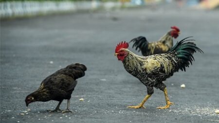 [Vidéo] Val-d’Oise : un automobiliste incrédule bloqué par des poules à Pontoise à 4h du matin