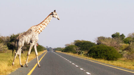 Photos rares : l’une des dernières girafes leucistiques au monde prise en photo